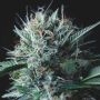 Wembley x Mendocino Marijuana Strain by Pyramid Seeds For Sale Online at Cannabis Seeds Outlet