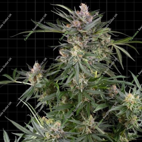 Dosimosa Feminized Marijuana Strain by Sensi Seed Bank For Sale Online at Cannabis Seeds Outlet