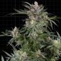 Dosimosa Feminized Marijuana Strain by Sensi Seed Bank For Sale Online at Cannabis Seeds Outlet