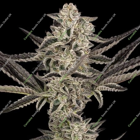 Purple Pickle Feminized Marijuana Strain by Sensi Seed Bank For Sale Online at Cannabis Seeds Outlet