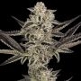 Purple Pickle Feminized Marijuana Strain by Sensi Seed Bank For Sale Online at Cannabis Seeds Outlet