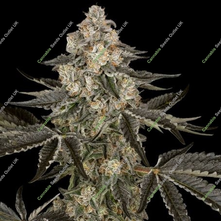 Sauvignon Blanc Auto Feminized Marijuana Strain by Sensi Seed Bank For Sale Online at Cannabis Seeds Outlet