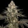 Sauvignon Blanc Auto Feminized Marijuana Strain by Sensi Seed Bank For Sale Online at Cannabis Seeds Outlet