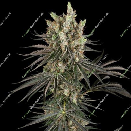 Slam Dank Feminized Marijuana Strain by Sensi Seed Bank For Sale Online at Cannabis Seeds Outlet