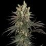 Slam Dank Feminized Marijuana Strain by Sensi Seed Bank For Sale Online at Cannabis Seeds Outlet