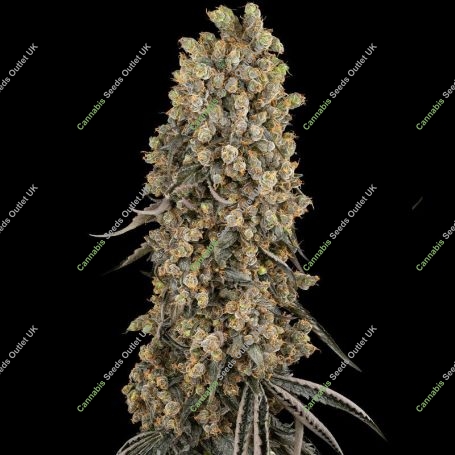 Atomic Blue Dream Feminized Marijuana Strain by Sensi Seed Bank For Sale Online at Cannabis Seeds Outlet