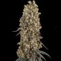 Atomic Blue Dream Feminized Marijuana Strain by Sensi Seed Bank For Sale Online at Cannabis Seeds Outlet