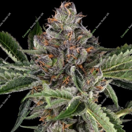 Papaya Jealousy Feminized Marijuana Strain by Sensi Seed Bank For Sale Online at Cannabis Seeds Outlet