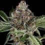 Papaya Jealousy Feminized Marijuana Strain by Sensi Seed Bank For Sale Online at Cannabis Seeds Outlet
