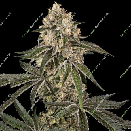 Sunset Peach Feminized Marijuana Strain by Sensi Seed Bank For Sale Online at Cannabis Seeds Outlet