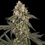 Sunset Peach Feminized Marijuana Strain by Sensi Seed Bank For Sale Online at Cannabis Seeds Outlet
