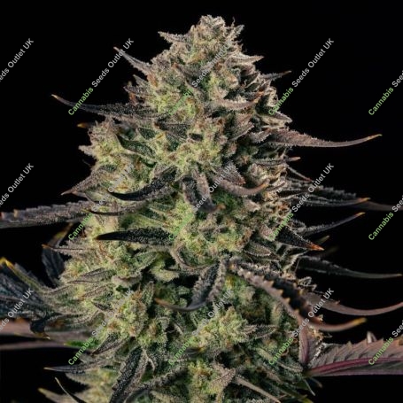 Alien Gas XXL Auto Feminized Marijuana Strain by Silent Seeds For Sale Online at Cannabis Seeds Outlet