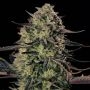 Alien Gas XXL Auto Feminized Marijuana Strain by Silent Seeds For Sale Online at Cannabis Seeds Outlet