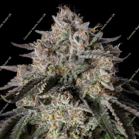Cherry Essence Feminized Marijuana Strain by Silent Seeds For Sale Online at Cannabis Seeds Outlet