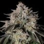 Cherry Essence Feminized Marijuana Strain by Silent Seeds For Sale Online at Cannabis Seeds Outlet