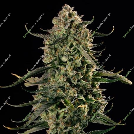 Mac Dawg XXL Auto Feminized Marijuana Strain by Silent Seeds For Sale Online at Cannabis Seeds Outlet