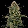 Mac Dawg XXL Auto Feminized Marijuana Strain by Silent Seeds For Sale Online at Cannabis Seeds Outlet