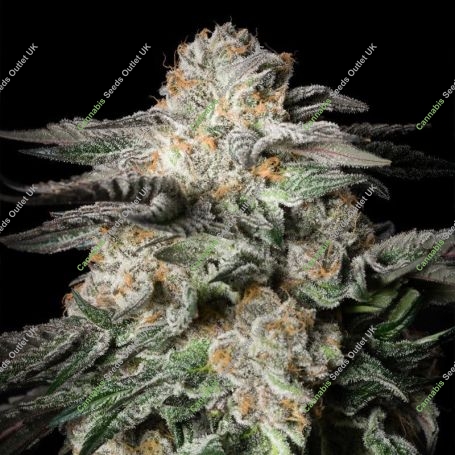 Mint Candy Feminized Marijuana Strain by Silent Seeds For Sale Online at Cannabis Seeds Outlet