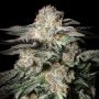 Mint Candy Feminized Marijuana Strain by Silent Seeds For Sale Online at Cannabis Seeds Outlet