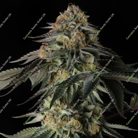 Rainbow Gas Feminized Marijuana Strain by Silent Seeds For Sale Online at Cannabis Seeds Outlet