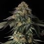Rainbow Gas Feminized Marijuana Strain by Silent Seeds For Sale Online at Cannabis Seeds Outlet