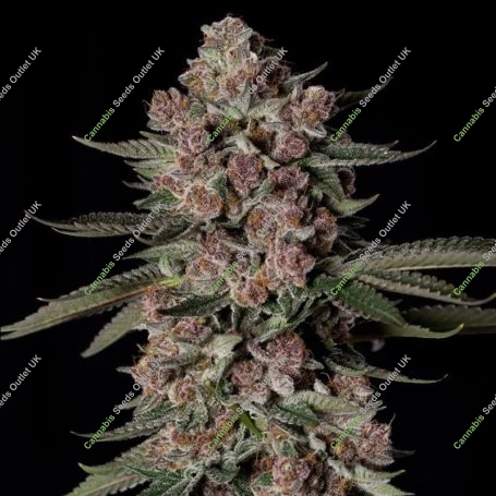 Tropical Jam Feminized Marijuana Strain by Silent Seeds For Sale Online at Cannabis Seeds Outlet