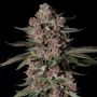 Tropical Jam Feminized Marijuana Strain by Silent Seeds For Sale Online at Cannabis Seeds Outlet