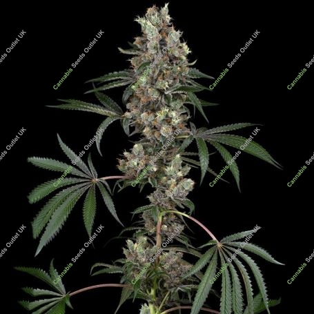 Chemberries Marijuana Strain by White Label Seeds For Sale Online at Cannabis Seeds Outlet