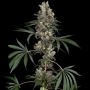 Chemberries Marijuana Strain by White Label Seeds For Sale Online at Cannabis Seeds Outlet