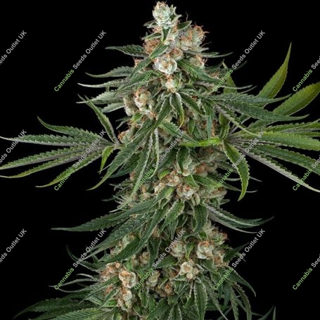 Fallout OG Marijuana Strain by White Label Seeds For Sale Online at Cannabis Seeds Outlet