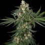 Fallout OG Marijuana Strain by White Label Seeds For Sale Online at Cannabis Seeds Outlet