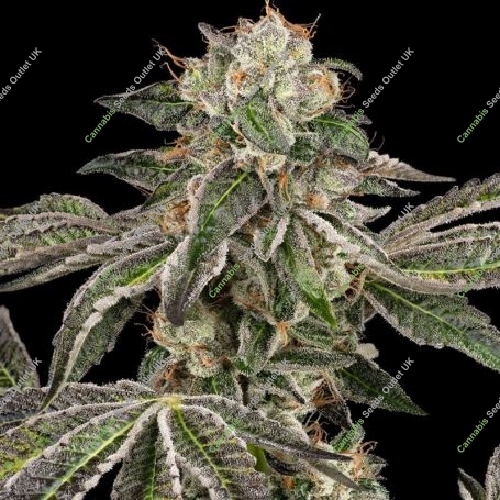 Runtz Auto Marijuana Strain by White Label Seeds For Sale Online at Cannabis Seeds Outlet