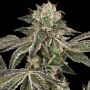 Runtz Auto Marijuana Strain by White Label Seeds For Sale Online at Cannabis Seeds Outlet