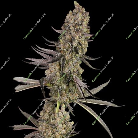 Vlad the Inhaler Marijuana Strain by White Label Seeds For Sale Online at Cannabis Seeds Outlet