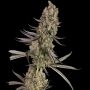 Vlad the Inhaler Marijuana Strain by White Label Seeds For Sale Online at Cannabis Seeds Outlet