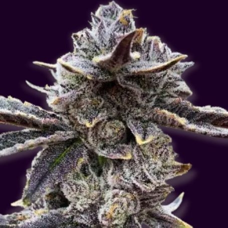 3 x Caper Regular Marijuana Strain by Purple Caper For Sale Online at Cannabis Seeds Outlet