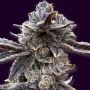 3 x Caper Regular Marijuana Strain by Purple Caper For Sale Online at Cannabis Seeds Outlet