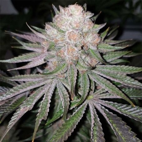 41 Sherb x Melon Feminized Marijuana Strain by Karma Genetics For Sale Online at Cannabis Seeds Outlet