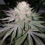 41 Sherb x Melon Feminized Marijuana Strain by Karma Genetics For Sale Online at Cannabis Seeds Outlet