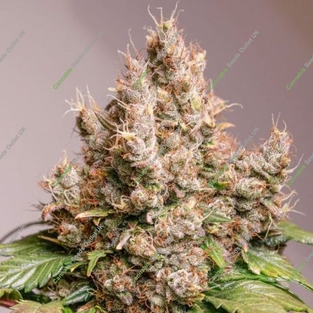 Red Tropicana Cookies Auto Marijuana Strain by Dutch Passion For Sale Online at Cannabis Seeds Outlet