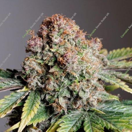 Strawberry Soda Auto Marijuana Strain by Dutch Passion For Sale Online at Cannabis Seeds Outlet