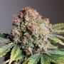 Strawberry Soda Auto Marijuana Strain by Dutch Passion For Sale Online at Cannabis Seeds Outlet