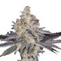 Banana Sherbet Double Auto Marijuana Strain by Growers Choice For Sale Online at Cannabis Seeds Outlet