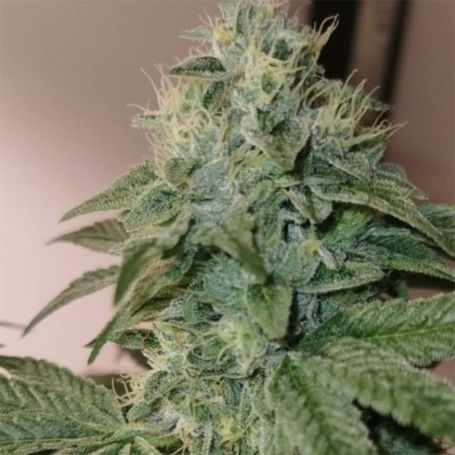 Banger Glue Feminized Marijuana Strain by Little Chief Collabs For Sale Online at Cannabis Seeds Outlet