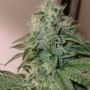 Banger Glue Feminized Marijuana Strain by Little Chief Collabs For Sale Online at Cannabis Seeds Outlet