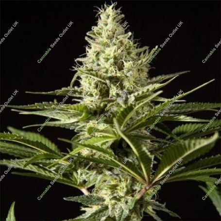 Black Bomb Auto Marijuana Strain by Philosopher Seeds For Sale Online at Cannabis Seeds Outlet