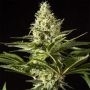 Black Bomb Auto Marijuana Strain by Philosopher Seeds For Sale Online at Cannabis Seeds Outlet