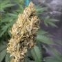 buy Blue Nerdz Auto Feminized by Terp Farmz at Cannabis Seeds Outlet UK