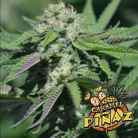 Caramel Pinaz Regular Platinum Terp Hogz Ganja Seeds at Cannabis Seeds Outlet UK