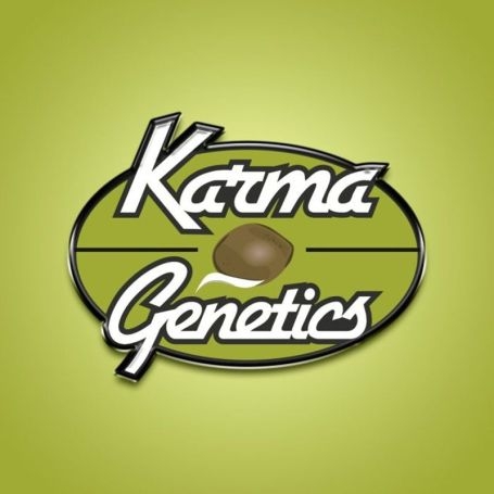 Caviar Lime x Melon Fem by Karma Genetics at Cannabis Seeds Outlet UK